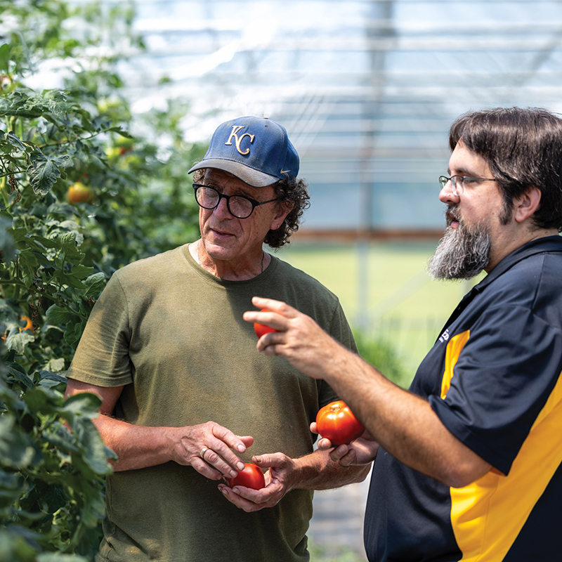 Extension staff look at tomatoes growing on vines