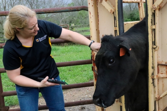 MU Extension staff member tagging a cow